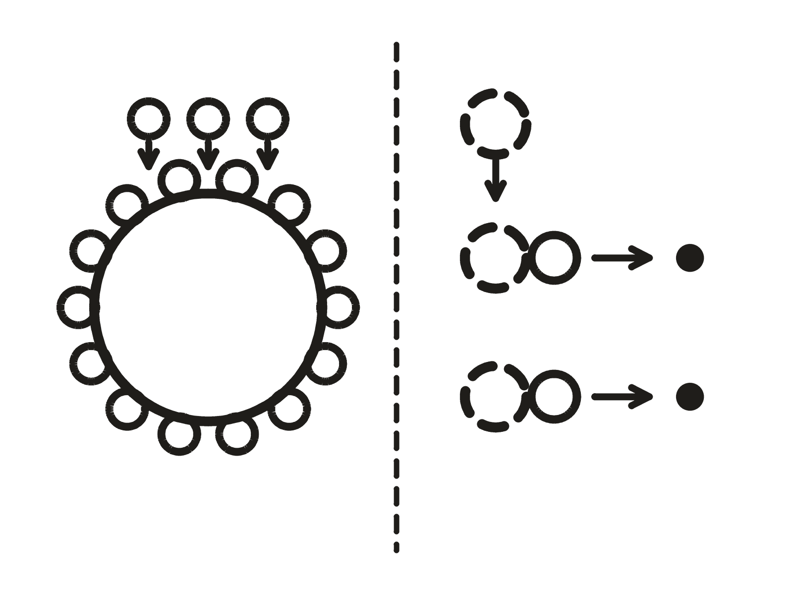 Two panels. A round grain with particles held around its edge, and beside it a pair of marks becoming one.